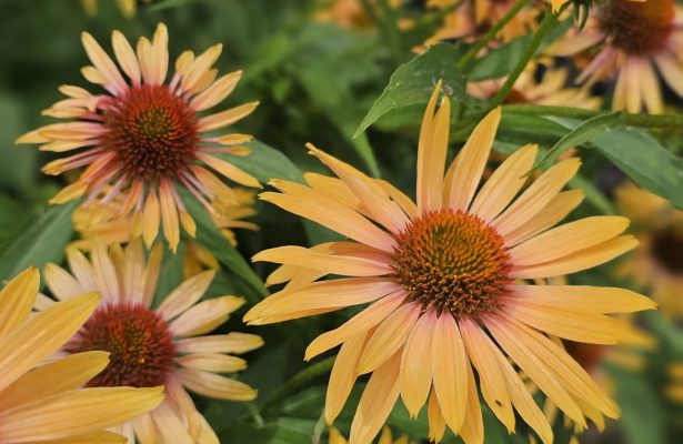 echinacea