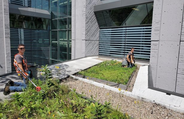 Projet plantation et amélioration